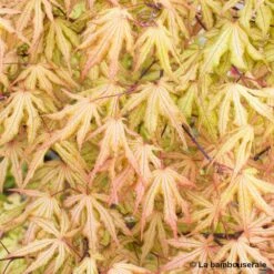 Acer Palmatum Reticulatum Red : C30L H.100/125cm -Magasin De Graines De Plantes 748286 003