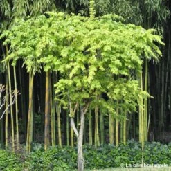 Acer Palmatum 'Sango-Kaku' : C15L H.80/100cm -Magasin De Graines De Plantes 748289 001