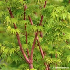 Acer Palmatum 'Sango-Kaku' : C15L H.80/100cm -Magasin De Graines De Plantes 748289 002