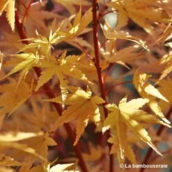Acer Palmatum 'Sango-Kaku' : C15L H.80/100cm -Magasin De Graines De Plantes 748289 004