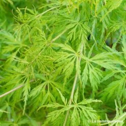 Acer Palmatum 'Seiryu' :C3L H.40/60cm -Magasin De Graines De Plantes 748297 001