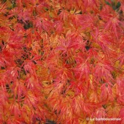 Acer Palmatum 'Seiryu' :C3L H.40/60cm -Magasin De Graines De Plantes 748297 003