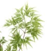 Acer Palmatum 'Seiryu' :C3L H.40/60cm