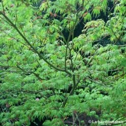 Acer Palmatum 'Seiryu' :C7L H60/80cm -Magasin De Graines De Plantes 748298 002