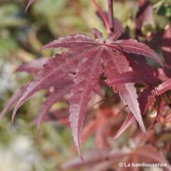 Acer Palmatum Skeeter's Broom :C3L H40/60cm -Magasin De Graines De Plantes 748302 003