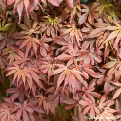 Acer Palmatum Skeeter's Broom :C3L H40/60cm -Magasin De Graines De Plantes 748302 004