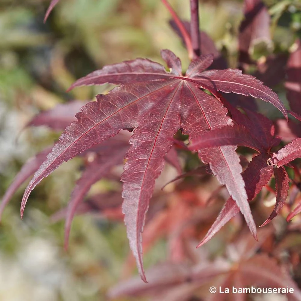 Acer Palmatum Skeeter's Broom :C7L H.60/80cm 2 Acer Palmatum Skeeter's Broom :C7L H.60/80cm – Image 2
