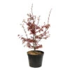 Acer Palmatum Skeeter's Broom :C7L H.60/80cm