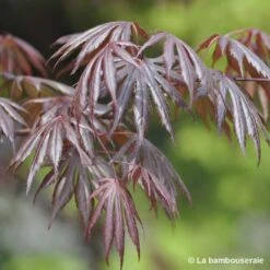 Acer Palmatum Trompenburg :C7L H.60/80cm 7 Acer Palmatum Trompenburg :C7L H.60/80cm -Magasin De Graines De Plantes 748308 001