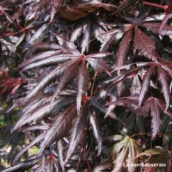 Acer Palmatum Trompenburg :C7L H.60/80cm 8 Acer Palmatum Trompenburg :C7L H.60/80cm -Magasin De Graines De Plantes 748308 003