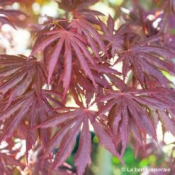 Acer Palmatum Trompenburg :C7L H.60/80cm 9 Acer Palmatum Trompenburg :C7L H.60/80cm -Magasin De Graines De Plantes 748308 004