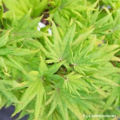 Acer Shirasawanum Autumn Moon : C5L H30/40cm 5 Acer Shirasawanum Autumn Moon : C5L H30/40cm -Magasin De Graines De Plantes 748316 001