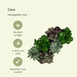 Box 3 Plantes D'intérieur - H20cm, ø12cm - Plantes D'intérieur 9 Box 3 Plantes D'intérieur - H20cm, ø12cm - Plantes D'intérieur -Magasin De Graines De Plantes 7484875134665985