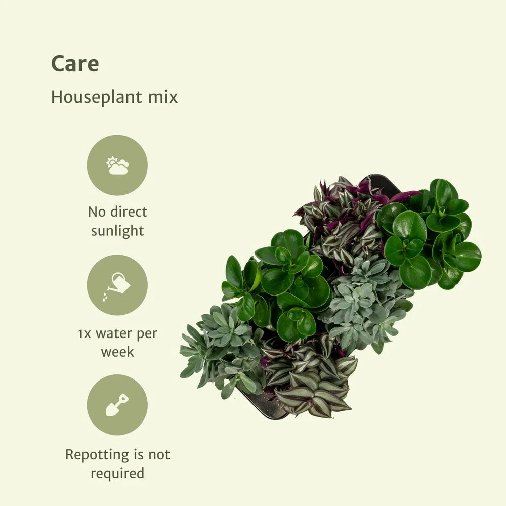 Box 3 Plantes D'intérieur - H20cm, ø12cm - Plantes D'intérieur 5 Box 3 Plantes D'intérieur - H20cm, ø12cm - Plantes D'intérieur – Image 5