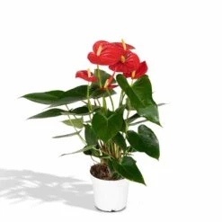 Anthurium Rouge - H40cm, ø12cm - Plante D'intérieur