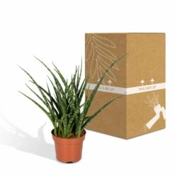 Sansevieria Fernwood Punk - H30cm, ø12cm - Plante D'intérieur Sans Entretien -Magasin De Graines De Plantes 74e4a547941876d2