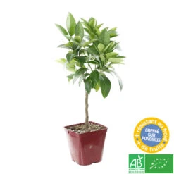 Oranger Moro : AB C3L 7 Oranger Moro : AB C3L -Magasin De Graines De Plantes 750101 002