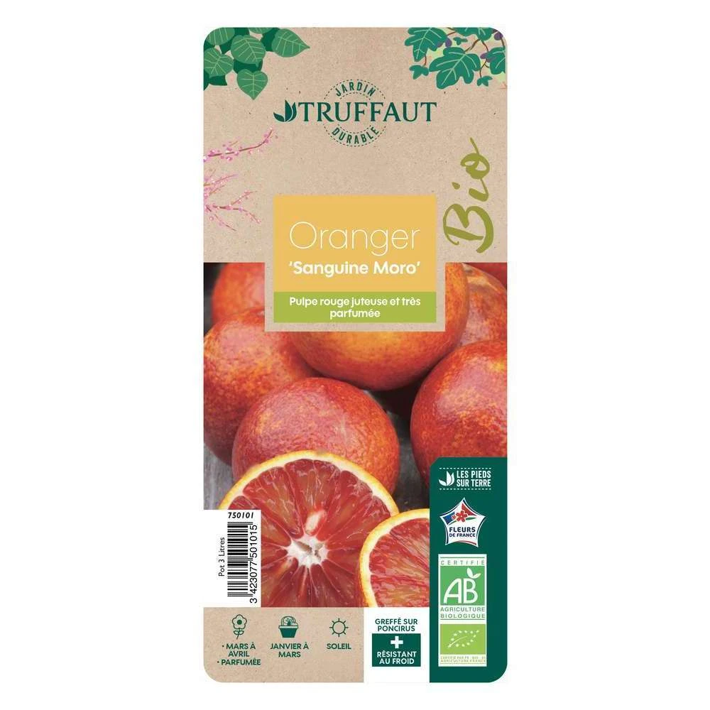 Oranger Moro : AB C3L 1 Oranger Moro : AB C3L