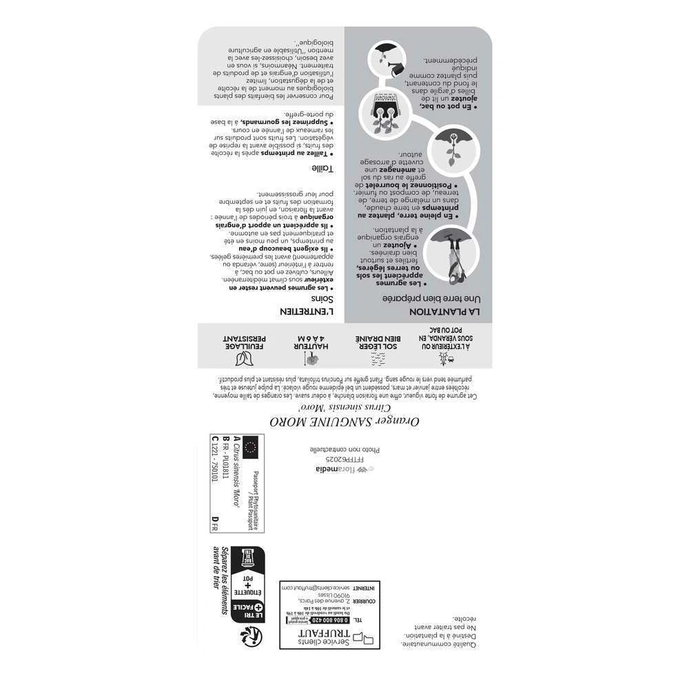 Oranger Moro : AB C3L 3 Oranger Moro : AB C3L – Image 3