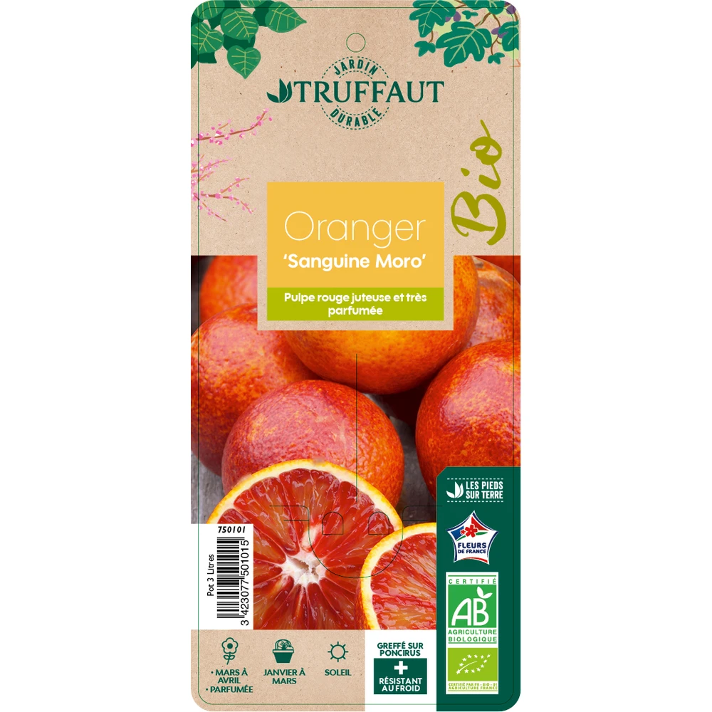 Oranger Moro : AB C3L 2 Oranger Moro : AB C3L – Image 2