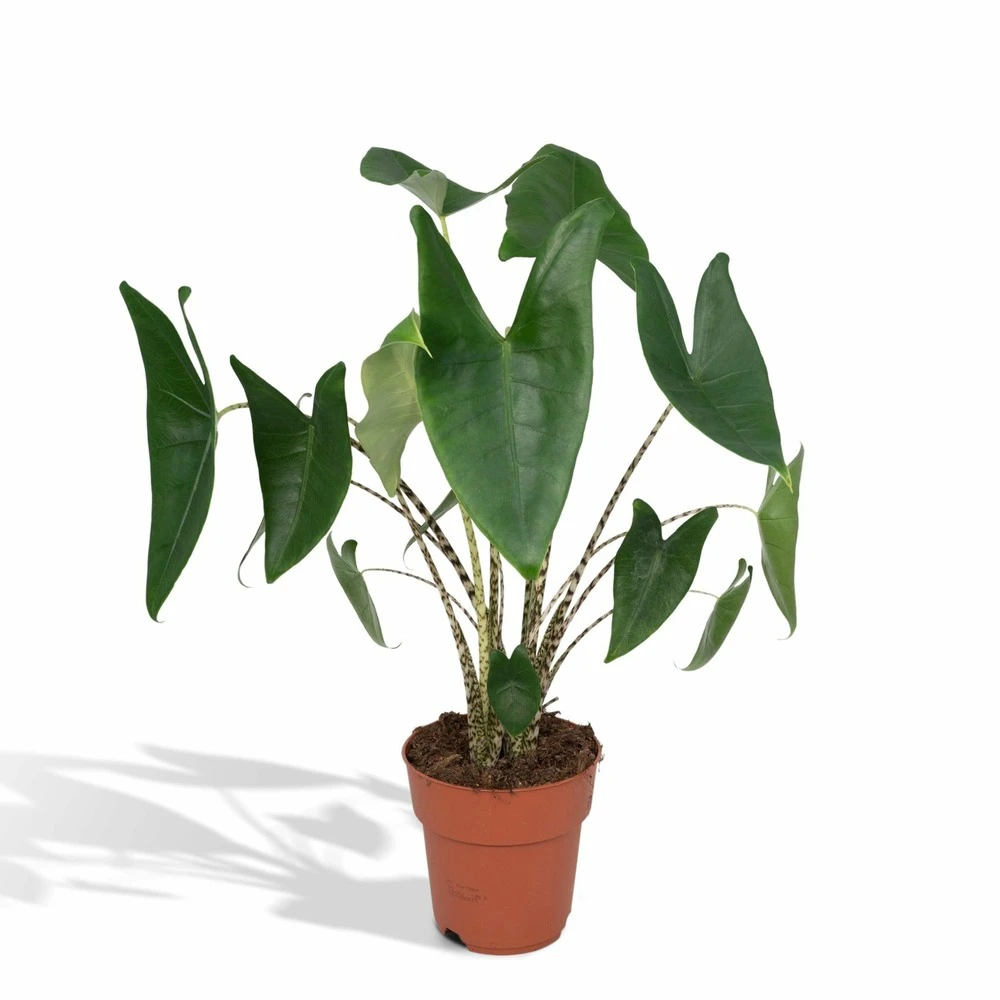 Alocasia Zebrina - H75cm, ø19cm - Grande Plante D'intérieur 1 Alocasia Zebrina - H75cm, ø19cm - Grande Plante D'intérieur