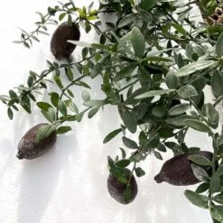 Citron Caviar H140/160cm : C35L -Magasin De Graines De Plantes 784972 006