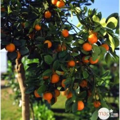 Clémentinier H140/160cm : C35L -Magasin De Graines De Plantes 784975 003
