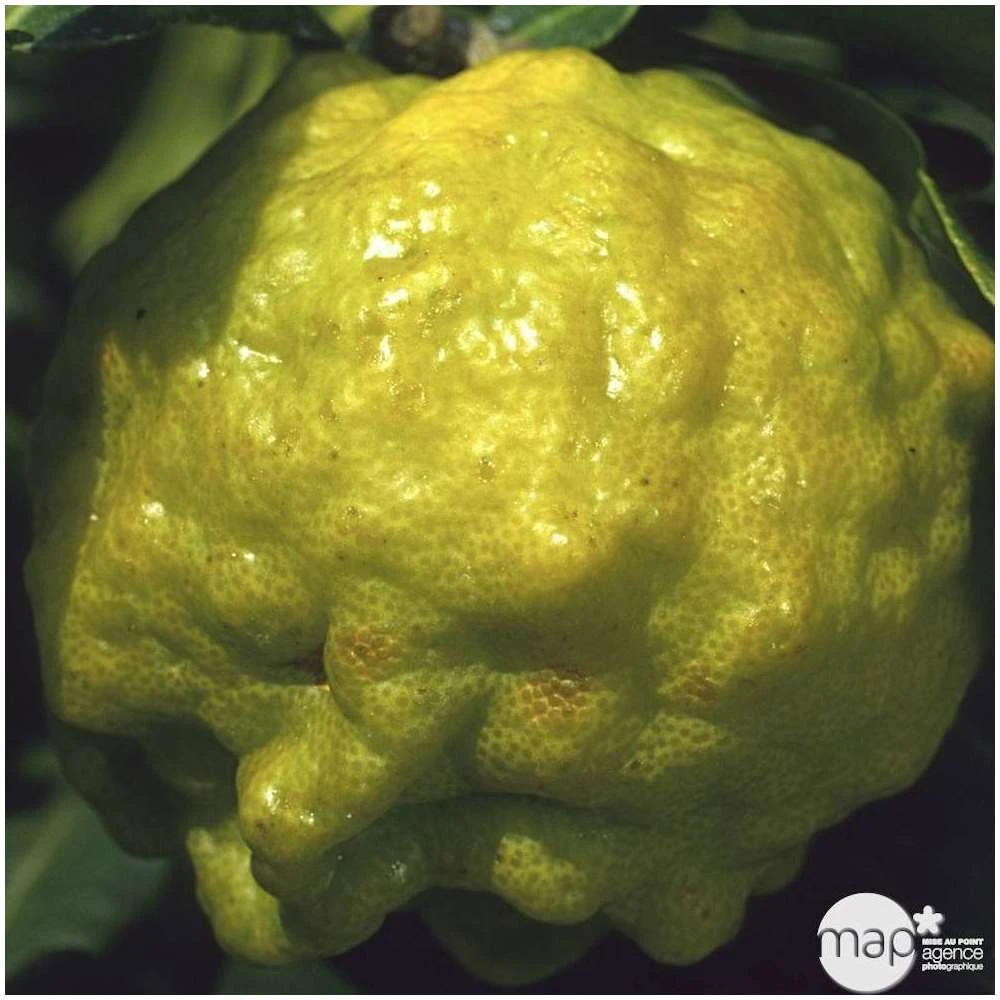 Combava H140/160cm : C35L 2 Combava H140/160cm : C35L – Image 2