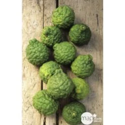 Combava H140/160cm : C35L 5 Combava H140/160cm : C35L -Magasin De Graines De Plantes 784976 003