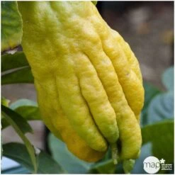 Main De Bouddha : H.140/160cm C35L 5 Main De Bouddha : H.140/160cm C35L -Magasin De Graines De Plantes 784980 001