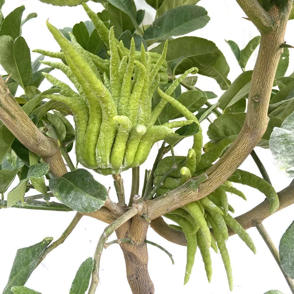 Main De Bouddha : H.140/160cm C35L 1 Main De Bouddha : H.140/160cm C35L