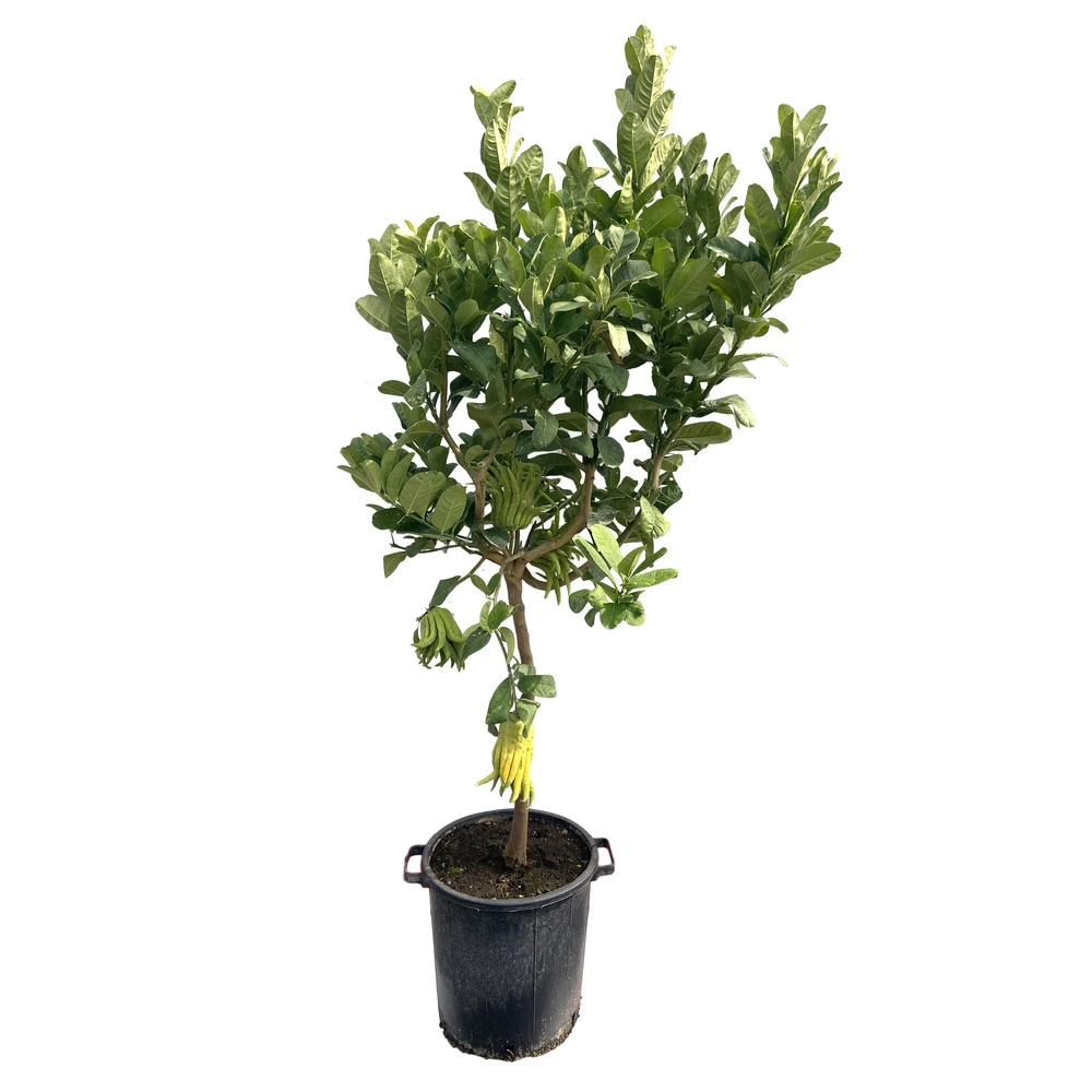 Main De Bouddha : H.140/160cm C35L 2 Main De Bouddha : H.140/160cm C35L – Image 2