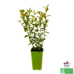 Myrtillier 'Patriot' Bio : Pot De 1,5 Litres -Magasin De Graines De Plantes 791605 001
