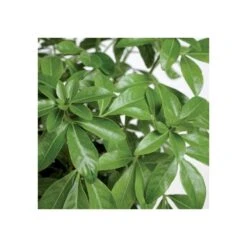 Choisya Ternata: C 5L -Magasin De Graines De Plantes 797537 004