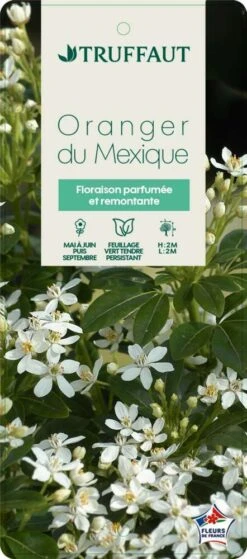 Choisya Ternata: C 5L -Magasin De Graines De Plantes 797537 005