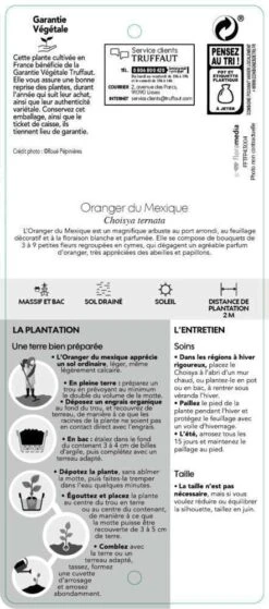 Choisya Ternata: C 5L -Magasin De Graines De Plantes 797537 006