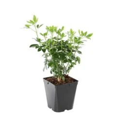 Choisya Ternata: C 5L -Magasin De Graines De Plantes 797537 008