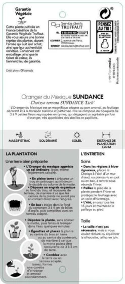 Choisya Ternata Sundance : H30/40cm C 5L -Magasin De Graines De Plantes 797540 004