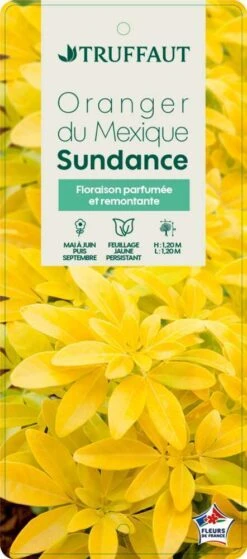 Choisya Ternata Sundance : H30/40cm C 5L -Magasin De Graines De Plantes 797540 005