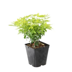 Choisya Ternata Sundance : H30/40cm C 5L -Magasin De Graines De Plantes 797540 1766065