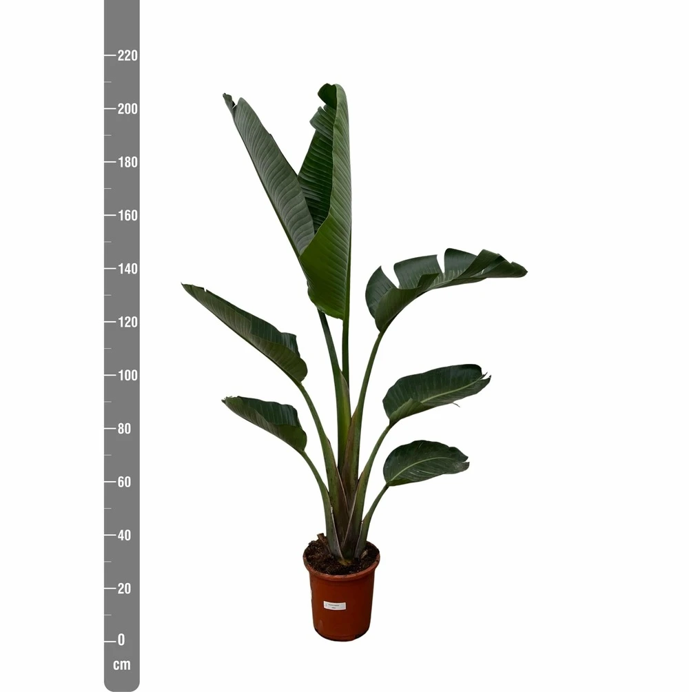 Strelitzia Augusta Xxl - H210cm, ø30cm - Très Grande Plante D'intérieur 2 Strelitzia Augusta Xxl - H210cm, ø30cm - Très Grande Plante D'intérieur – Image 2