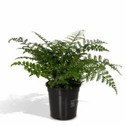 Asplenium Parvati - H30cm, ø17cm - Plante D'intérieur