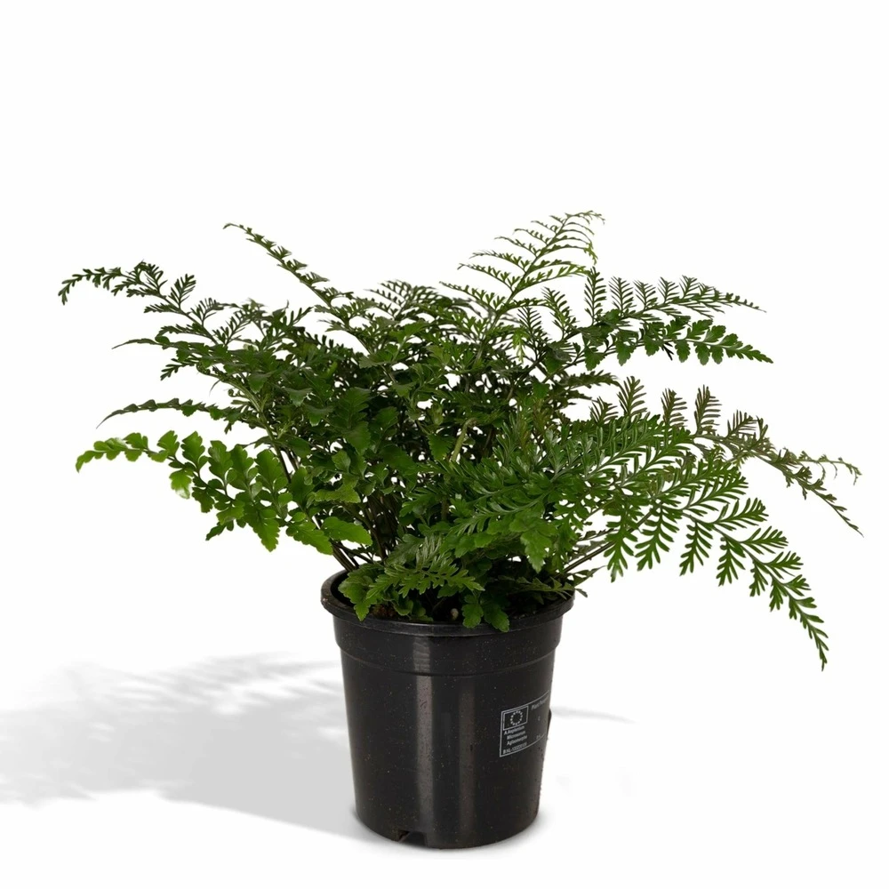 Asplenium Parvati - H30cm, ø17cm - Plante D'intérieur 1 Asplenium Parvati - H30cm, ø17cm - Plante D'intérieur