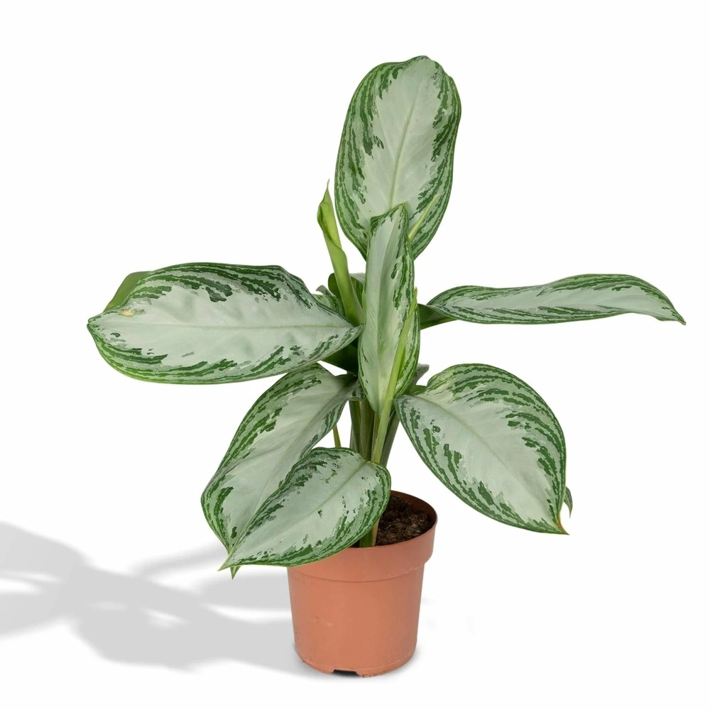 Aglaonema Silver Bay - H55cm, ø17cm - Plante D'intérieur 1 Aglaonema Silver Bay - H55cm, ø17cm - Plante D'intérieur