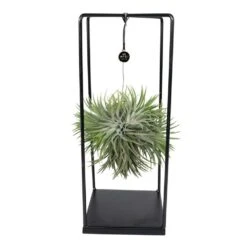 Tillandsia Et Son Support En Cube - H35cm, ø20cm - Plante D'intérieur Tombante