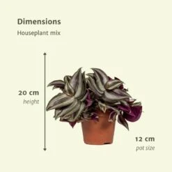 Box 3 Plantes D'intérieur - H20cm, ø12cm - Plantes D'intérieur 8 Box 3 Plantes D'intérieur - H20cm, ø12cm - Plantes D'intérieur -Magasin De Graines De Plantes 80e3bcb46ab6a270