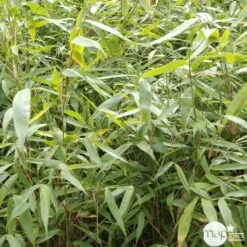 Bambou Non-traçant Fargesia Robusta 'Pingwu': Pot De 5 Litres -Magasin De Graines De Plantes 814657 001