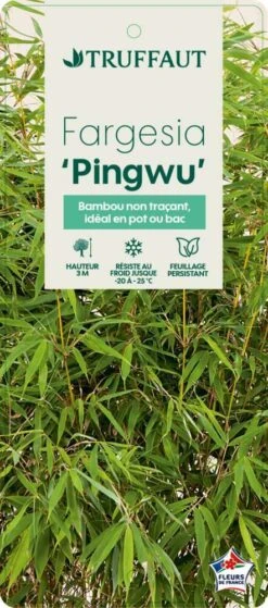 Bambou Non-traçant Fargesia Robusta 'Pingwu': Pot De 5 Litres -Magasin De Graines De Plantes 814657 002
