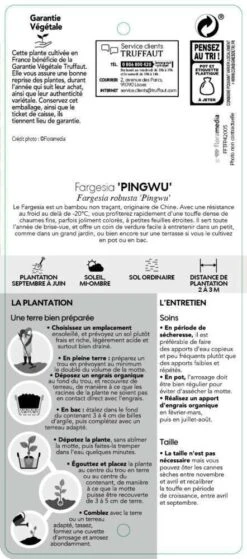Bambou Non-traçant Fargesia Robusta 'Pingwu': Pot De 5 Litres -Magasin De Graines De Plantes 814657 003