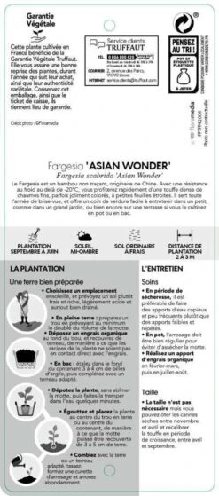 Bambou Non-traçant Fargesia Scabrida 'Asian Wonder': Pot De 5 Litres -Magasin De Graines De Plantes 814658 002